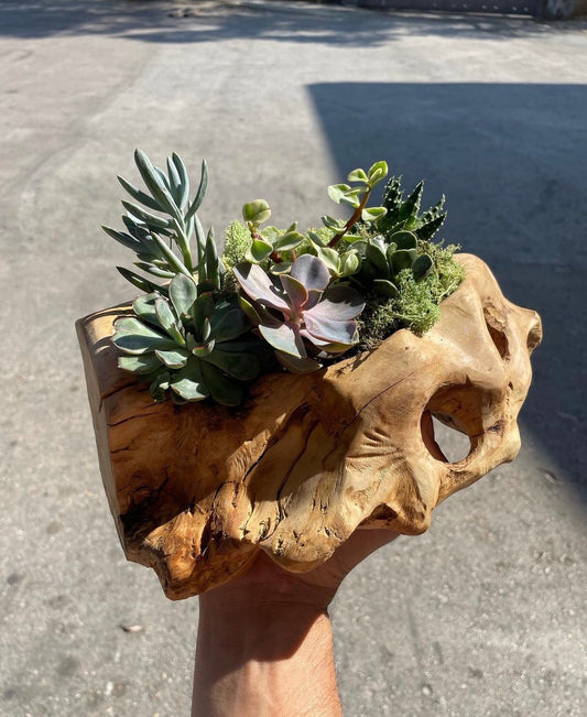 Succulent Pot